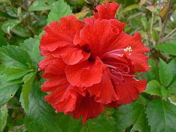 Hibiscus rosa-sinensis