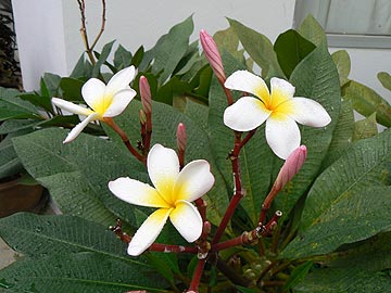 Цветы Тайланда. Плюмерия или Plumeria Frangipani.
Тайский вариант: ЛАН ТОМ или Leelawadee 