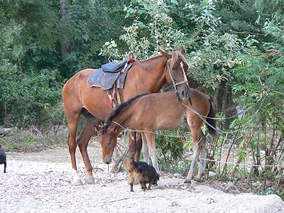 Лошадки