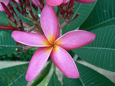 Городская красота. Plumeria Frangipani.