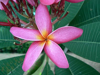  . Plumeria Frangipani.