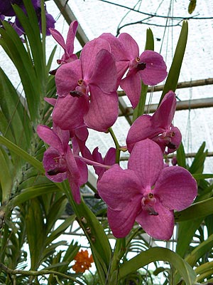 Орхидеи в "Мини Сиаме"