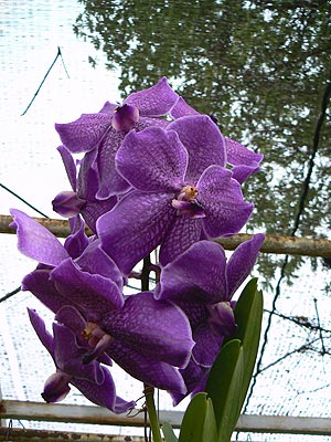 Орхидеи в "Мини Сиаме"