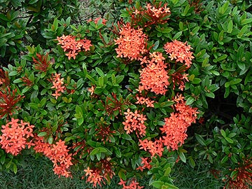 Ixora javanica (тайское - Khem)