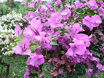 Bougainvillea. Бугенвилия в Тайланде