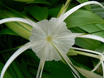 Hymenocallis littoralis. (Familia Amarilidacea)