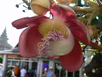 Couroupita guianensis. Бангкок.