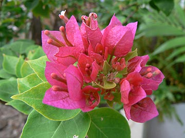 Bougainvillea. Бугенвилия в Тайланде.
