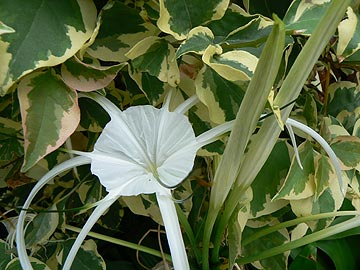 Hymenocallis littoralis