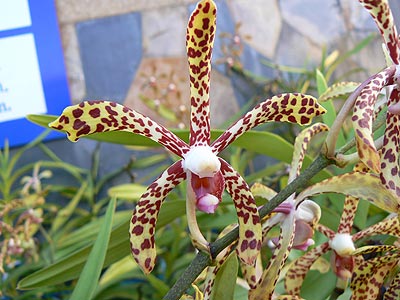 Орхидеи - эпифиты. Они растут не на почве, а на пнях, на ветвях и стволах деревьев. Корини у орхидей свисают и получают влагу из воздуха.