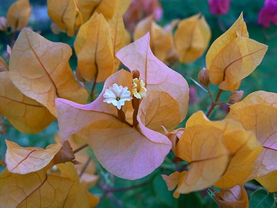 Bougainvillea. Бугенвилия желтая.