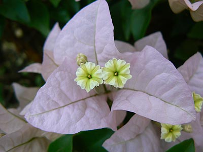 Bougainvillea. Бугенвилия белая.