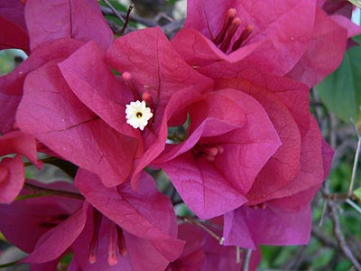 Bougainvillea.  .