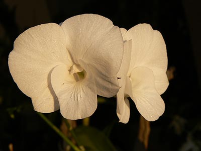 Орхидея белая.