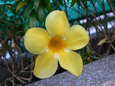  . Allamanda cathartica.