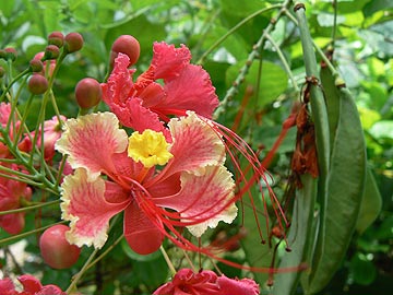  . (Caesalpinia pulcherrima)