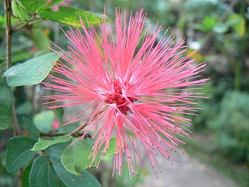 Calliandra emarginata (Каллиандра окаймленная)