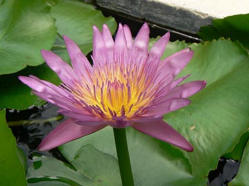 Лотос – это священный цветок Будды.