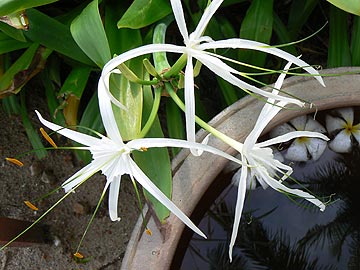 Hymenocallis littoralis.