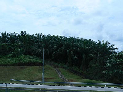 Дорога Пенанг - Куала Лумпур, маслиничные пальмы.
Основные языки Малайзии: малайский (или малайзийский, официальный), английский, китайский, тамильский. 