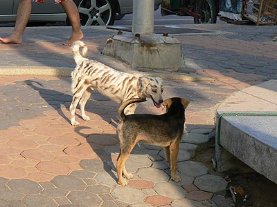 Тигро-собака. Джомтьен.
