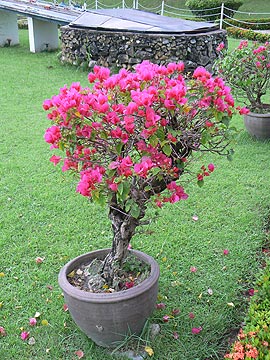 Bougainvillea. Бугенвилия в Тайланде.