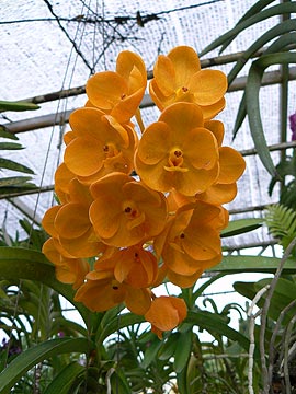 Орхидеи в Таиланде.