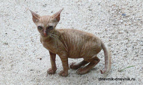 Котёнок - монстр.
