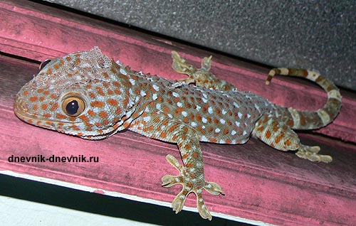 Геккон Токи /Gekko gecko/. Крупный, около 20 см.