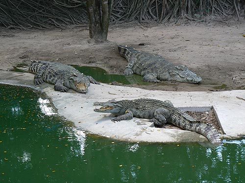 Грызня крокодилья