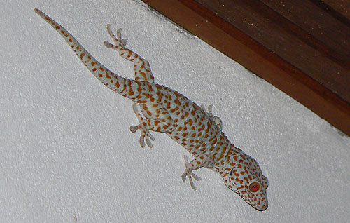 Gecko gekko