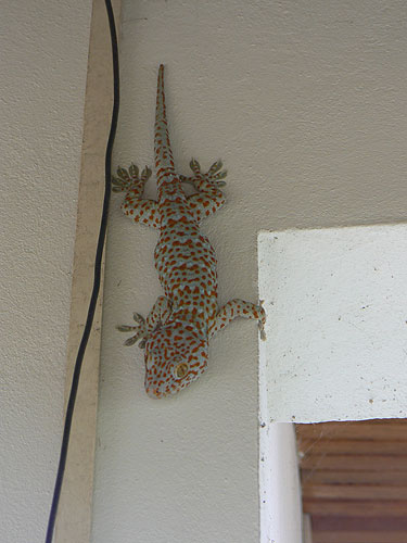 Красавец! Gecko gekko