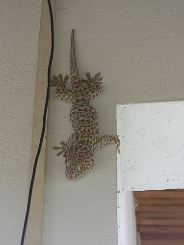 ! Gecko gekko