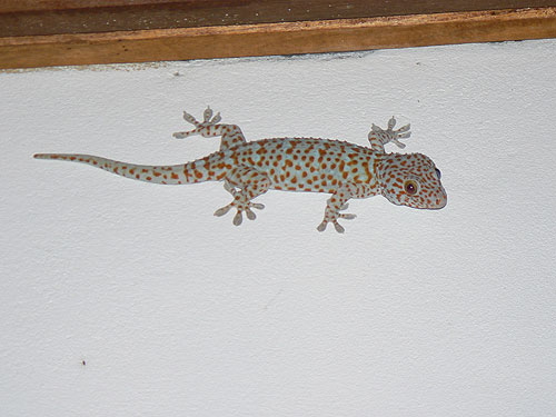 Токи. Gecko gekko