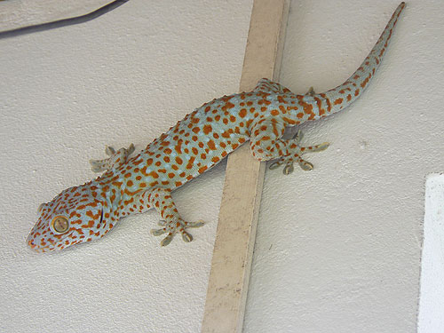  . Gecko gekko