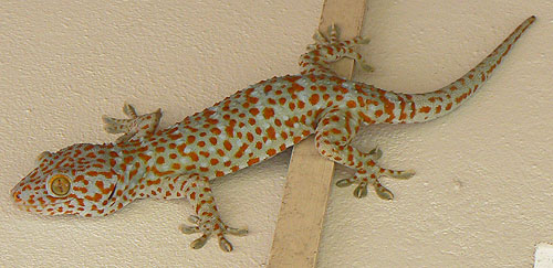 Геккон Токи. Gecko gekko