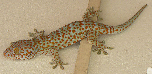  . Gecko gekko