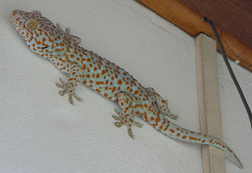  Gecko 