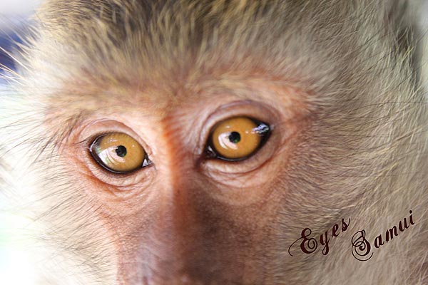 Eyes Samui